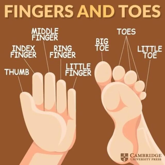 Quin nom tenen els ditets? 
#English #Anglés #Inglés
From @cambridgespain